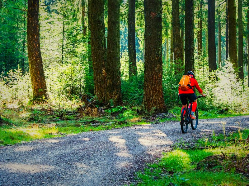 Bicycle on a forest path